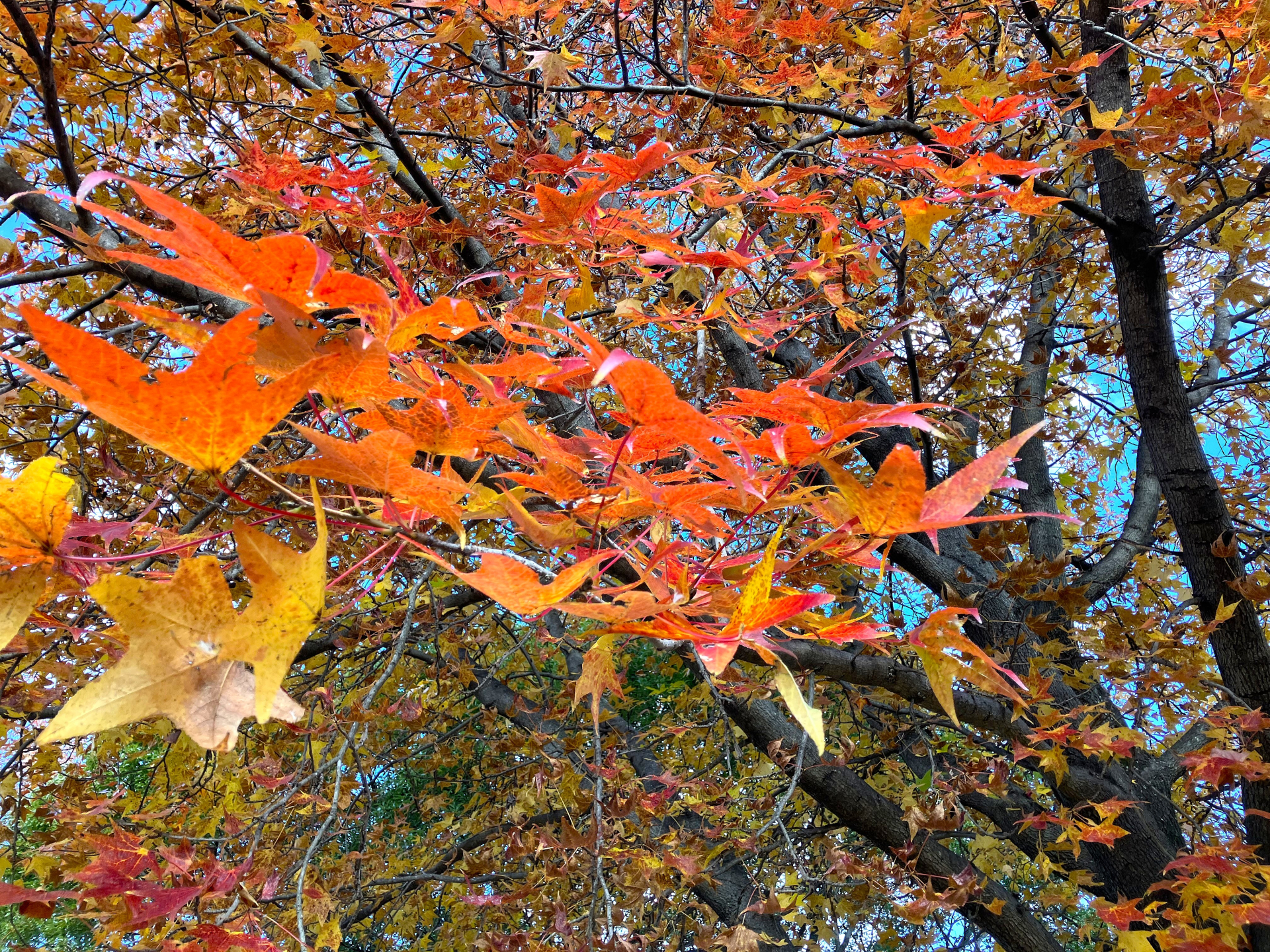 曽文　紅葉図　箱なし　MA913 31517884_m.jpg