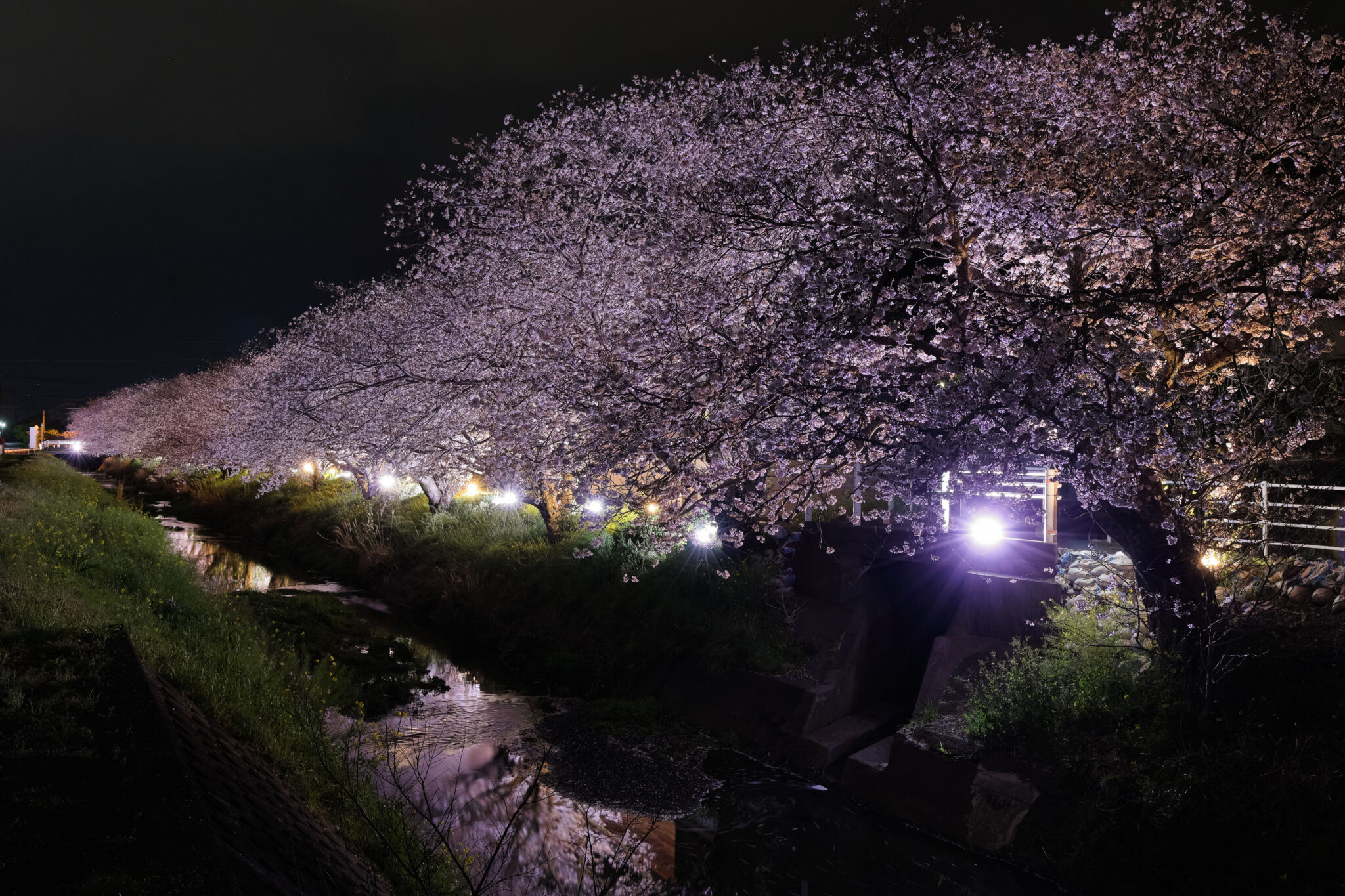 【3/29〜4/4開催】坂本 高草川沿い桜のライトアップ|焼津イベント情報