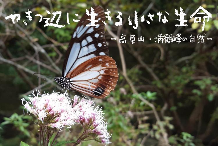 【3/14〜4/19開催】昆虫写真展「やきつ辺に生きる小さな生命」｜焼津イベント情報