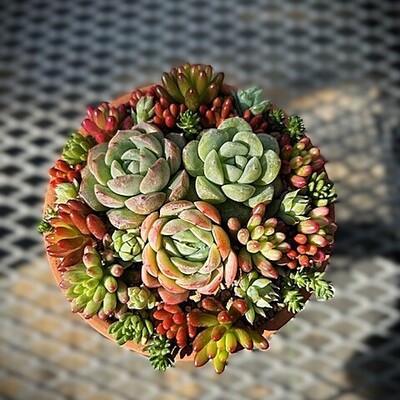 【4/19開催・要事前申込】多肉植物の寄せ植えケーキ講座｜藤枝イベント情報