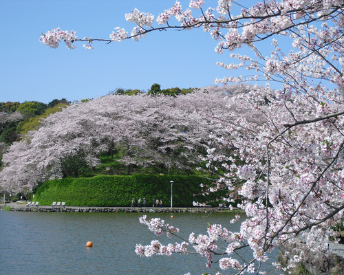 【3月下旬〜4月上旬・見頃】蓮華寺池公園 桜の見頃｜藤枝イベント情報