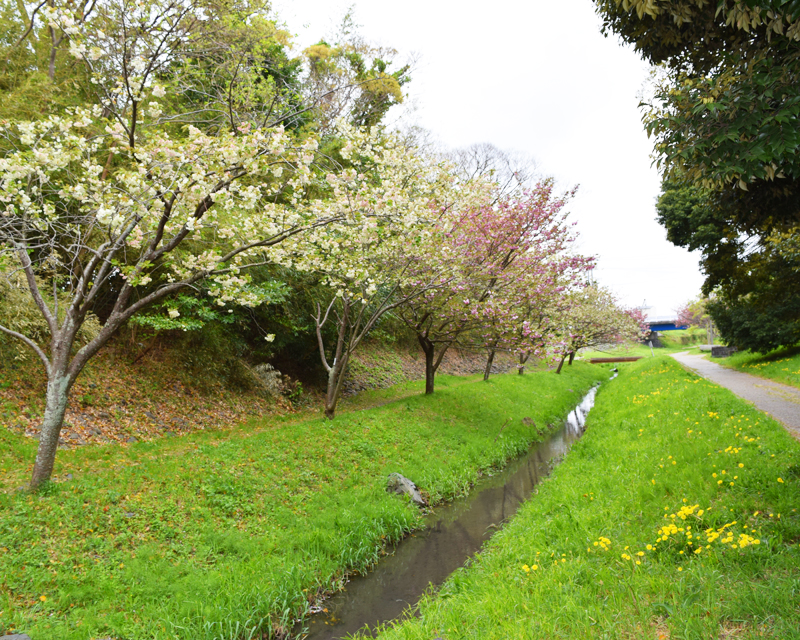 【4月初旬〜中旬見頃】栃山川緑地公園の緑の桜「御衣黄」｜焼津イベント情報